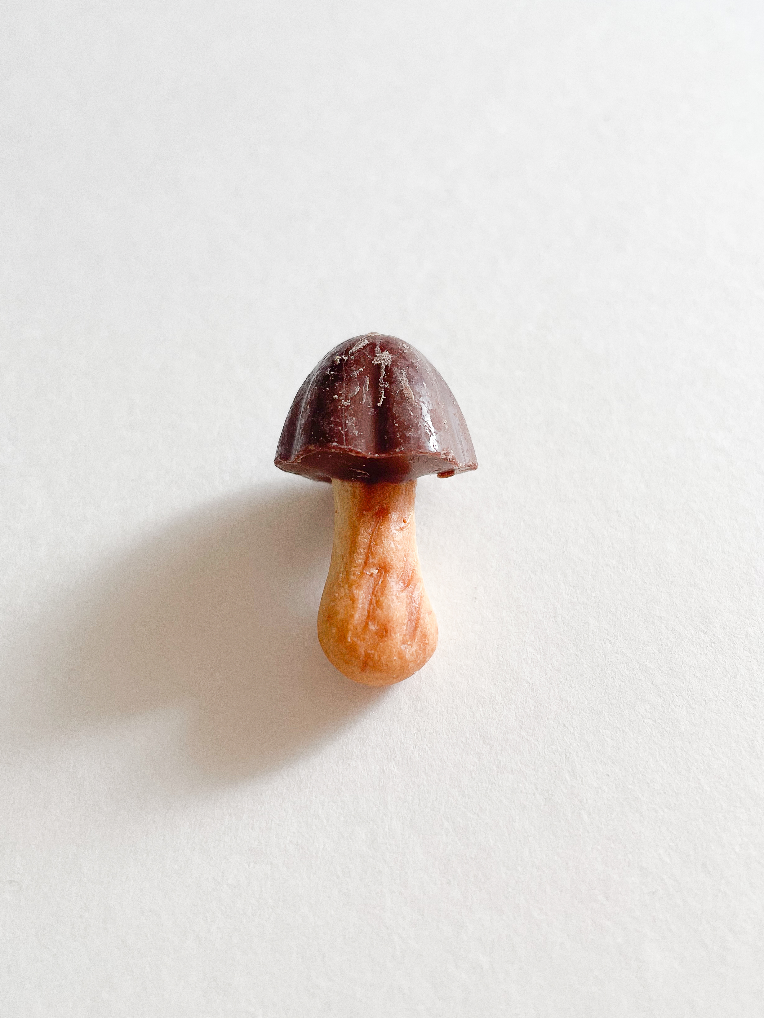 きのこ単体の写真